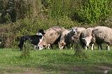 BORDER COLLIE - MOUTONS 100